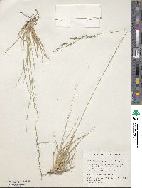 Muhlenbergia montana image