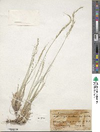 Muhlenbergia montana image