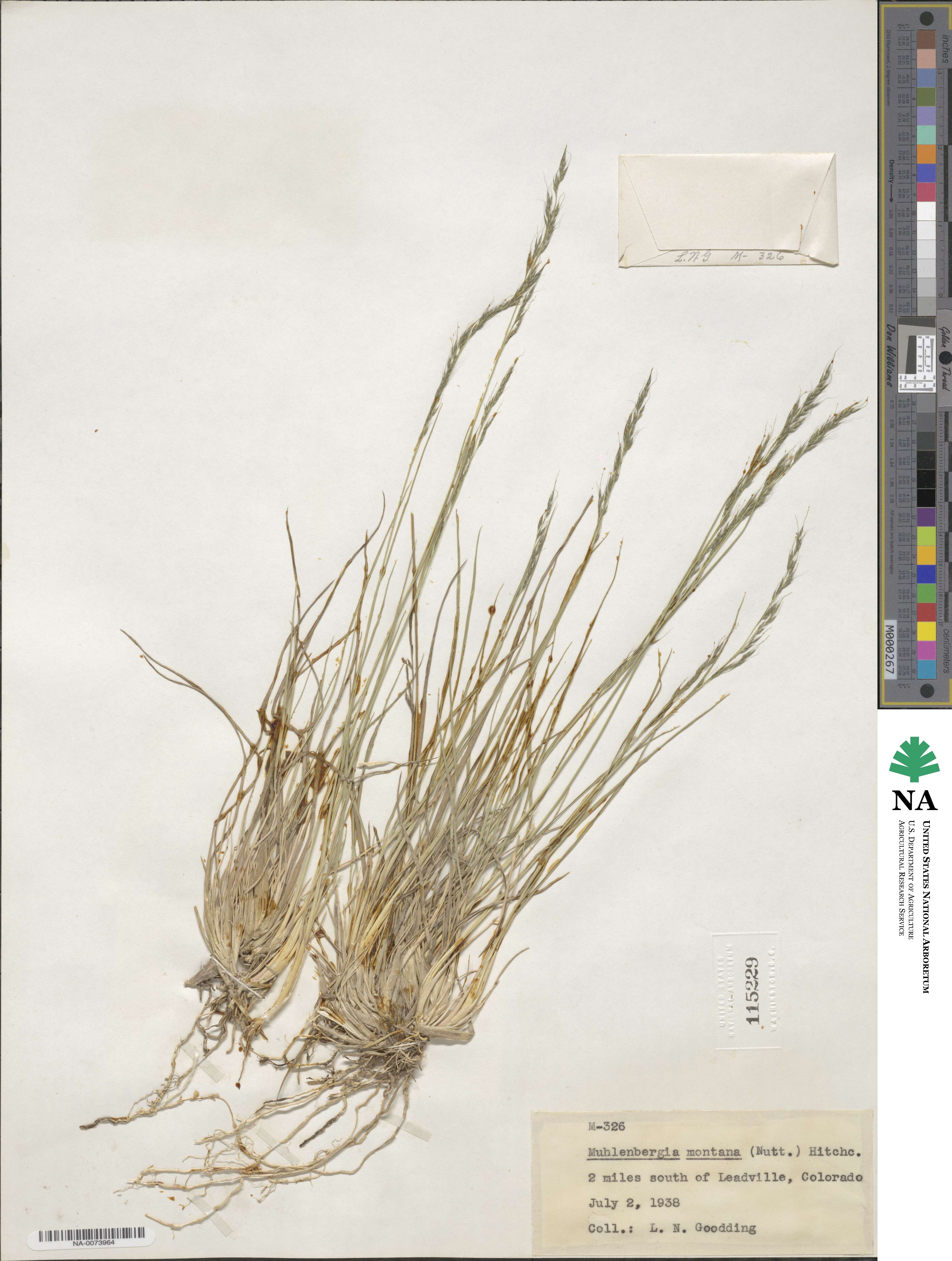 Muhlenbergia montana image
