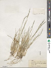 Muhlenbergia montana image