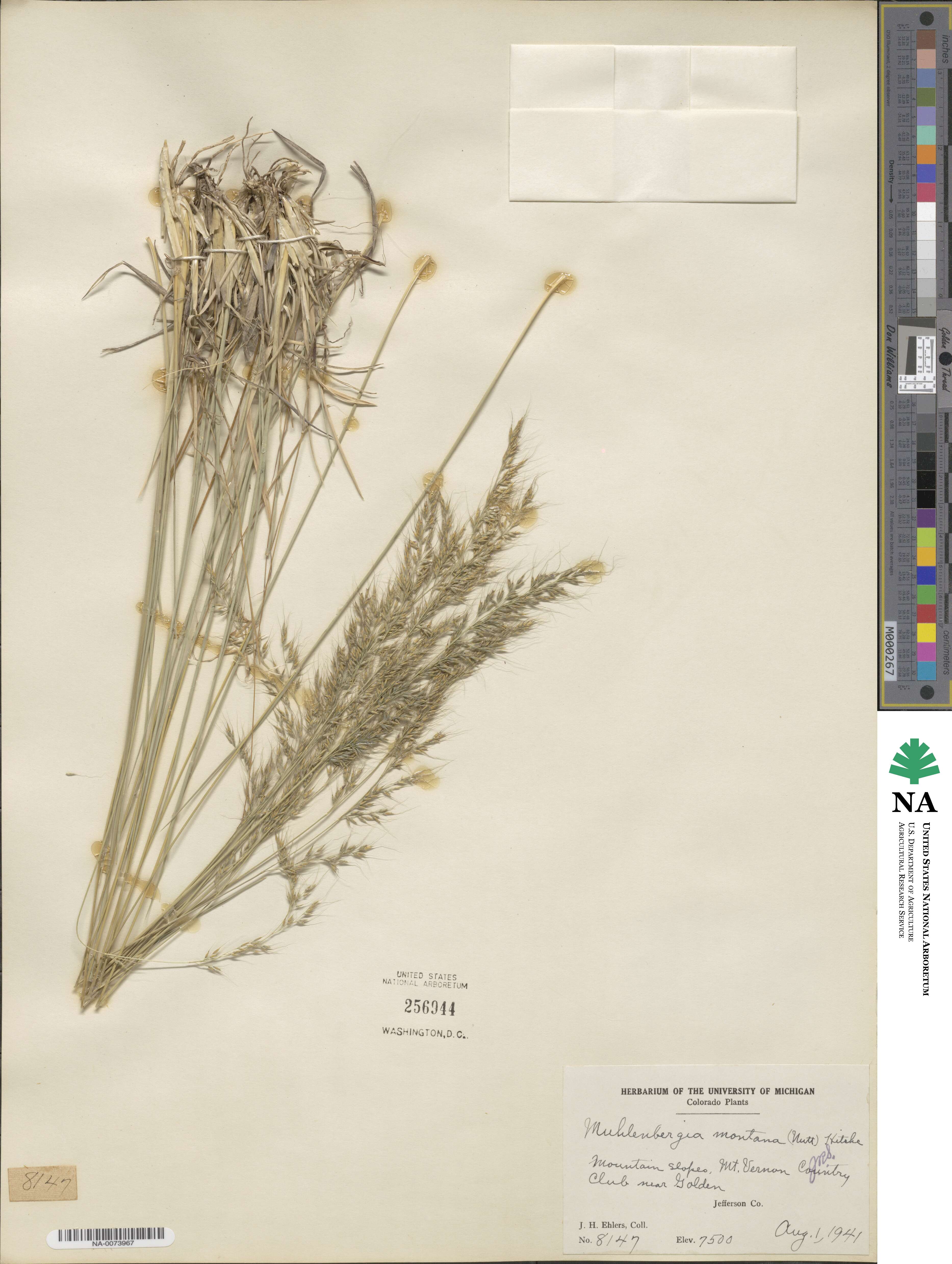 Muhlenbergia montana image