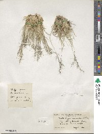 Muhlenbergia montana image