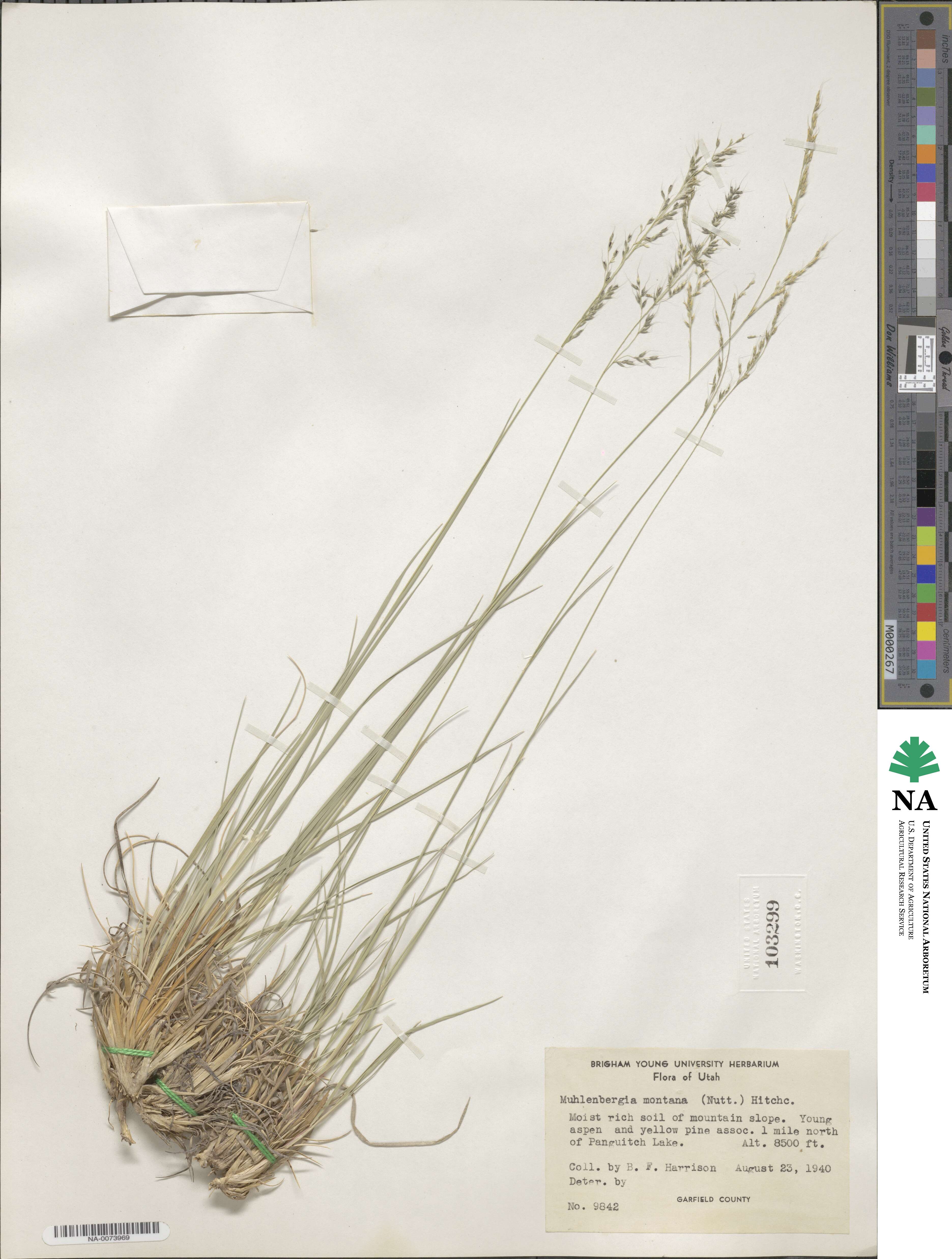 Muhlenbergia montana image