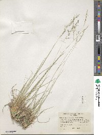 Muhlenbergia montana image