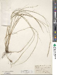 Muhlenbergia tenuifolia image