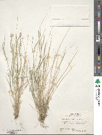 Muhlenbergia tenuifolia image