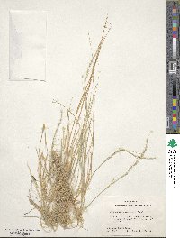 Muhlenbergia tenuifolia image