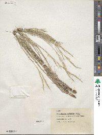 Muhlenbergia tenuifolia image