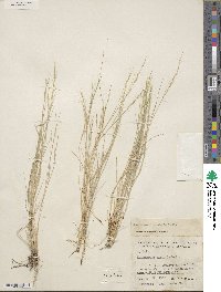 Muhlenbergia tenuifolia image