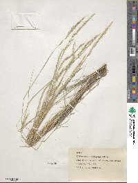 Muhlenbergia tenuifolia image