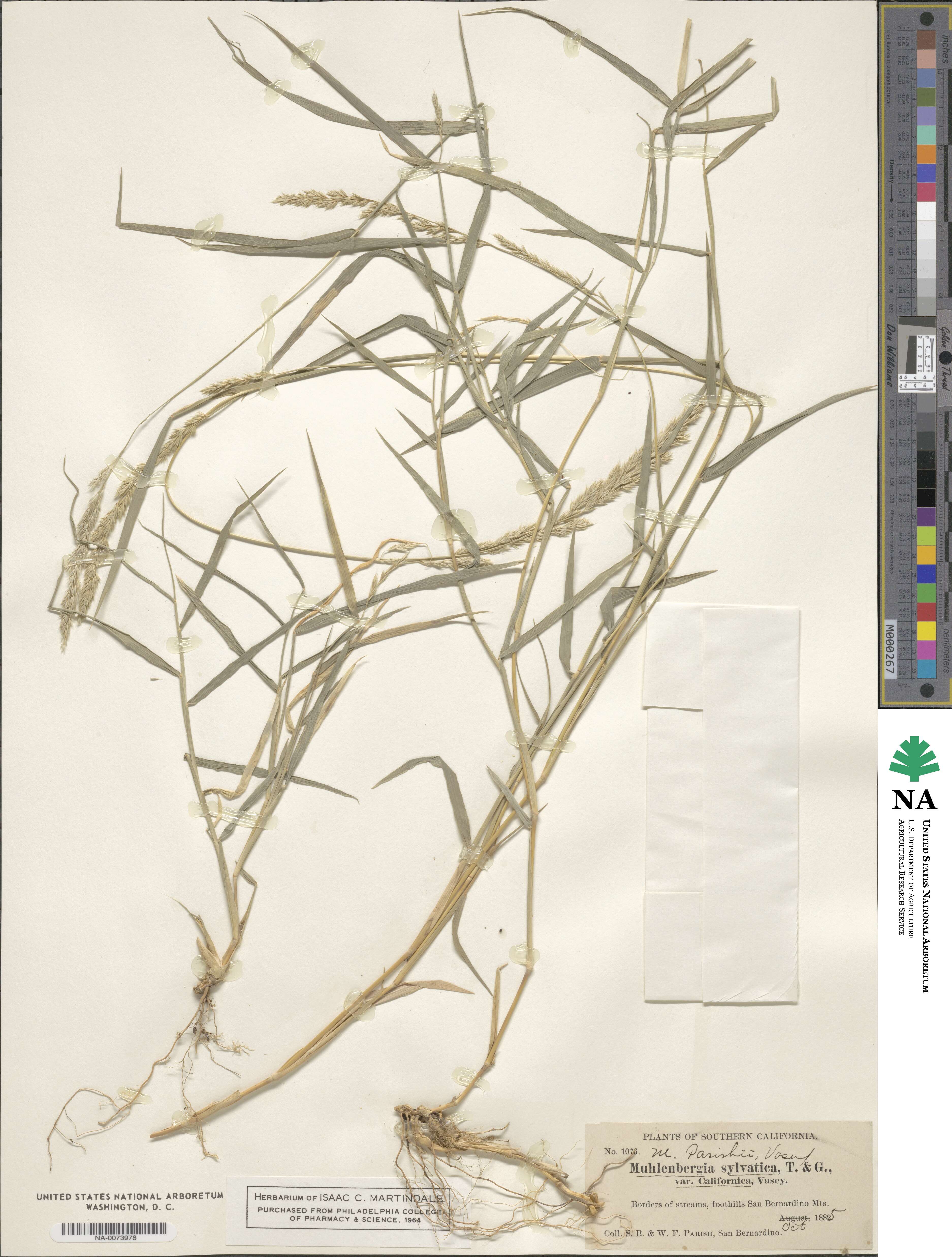 Muhlenbergia californica image