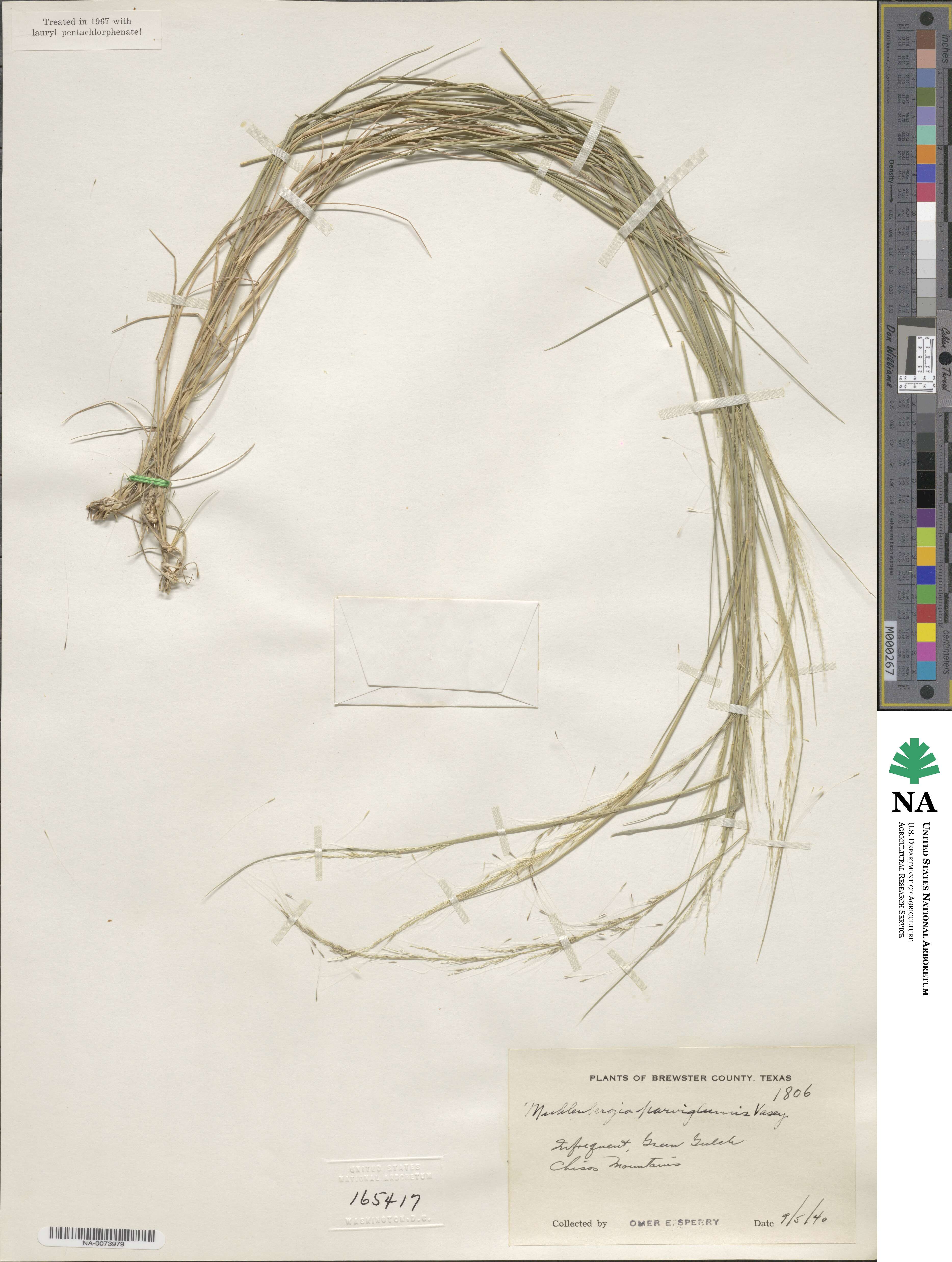 Muhlenbergia spiciformis image