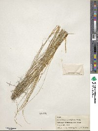 Muhlenbergia spiciformis image