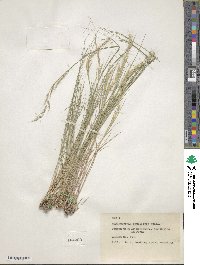 Muhlenbergia pauciflora image