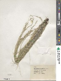 Muhlenbergia pauciflora image