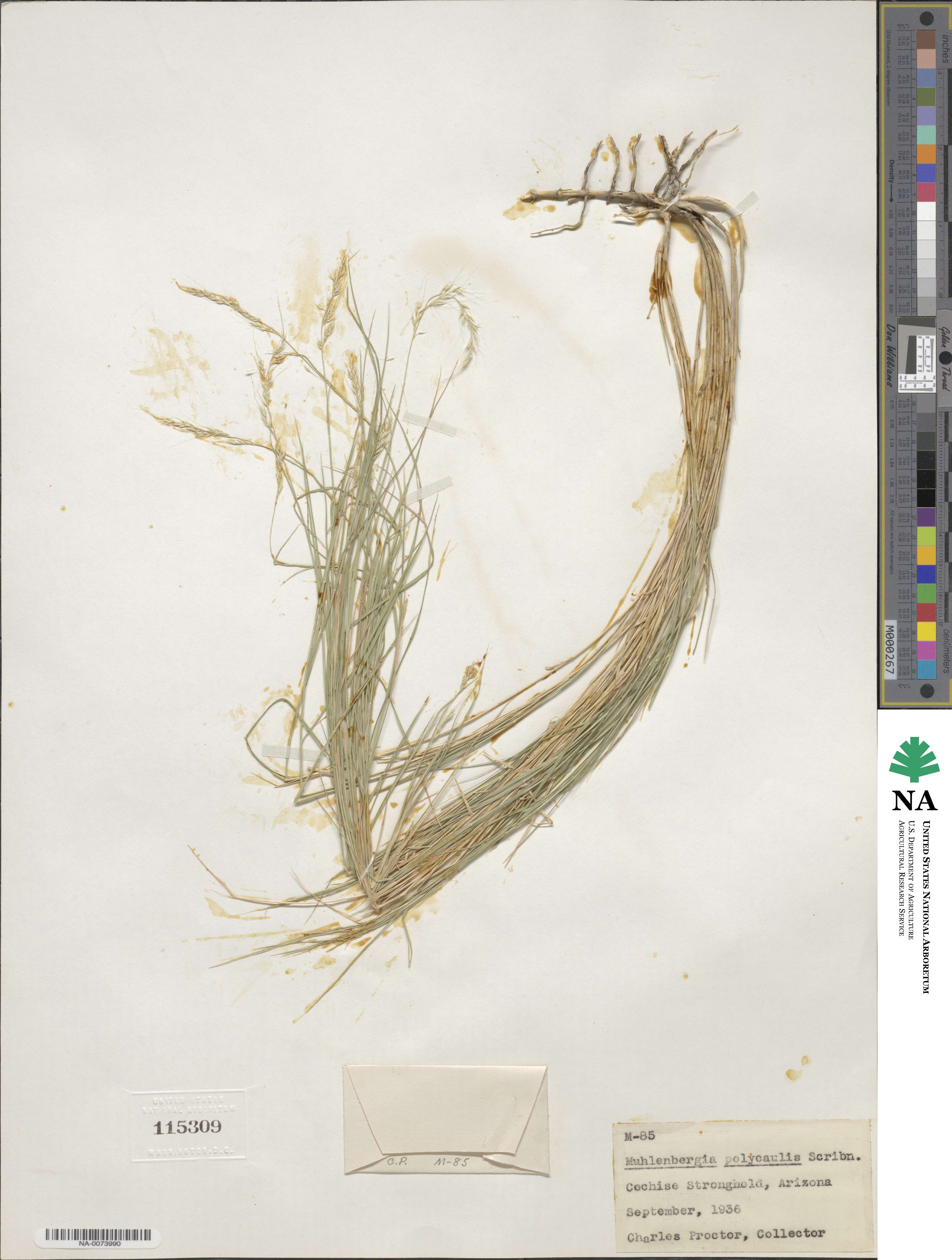 Muhlenbergia polycaulis image