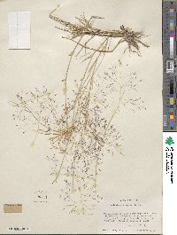 Muhlenbergia porteri image