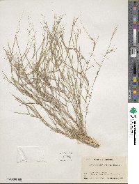 Muhlenbergia porteri image