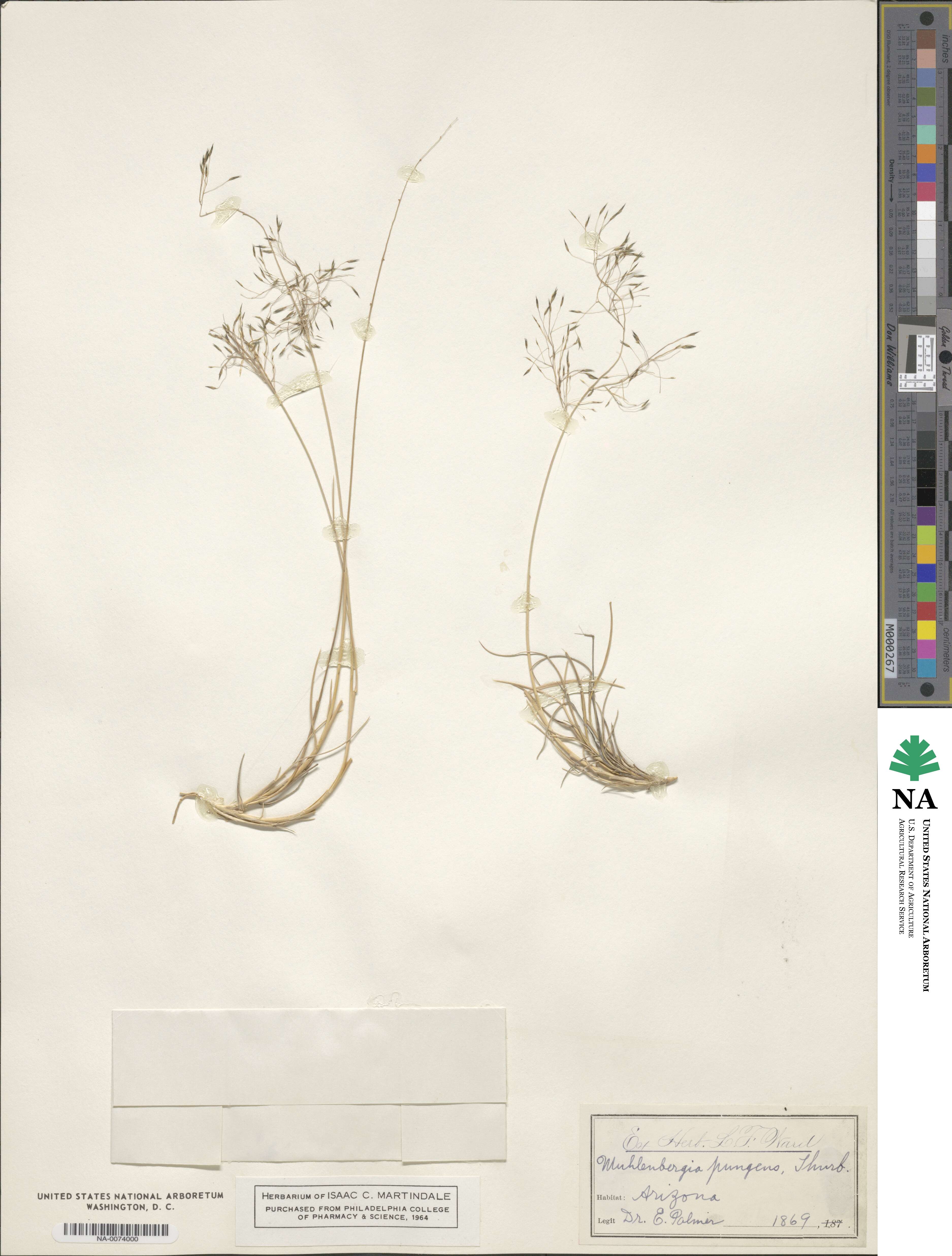 Muhlenbergia pungens image