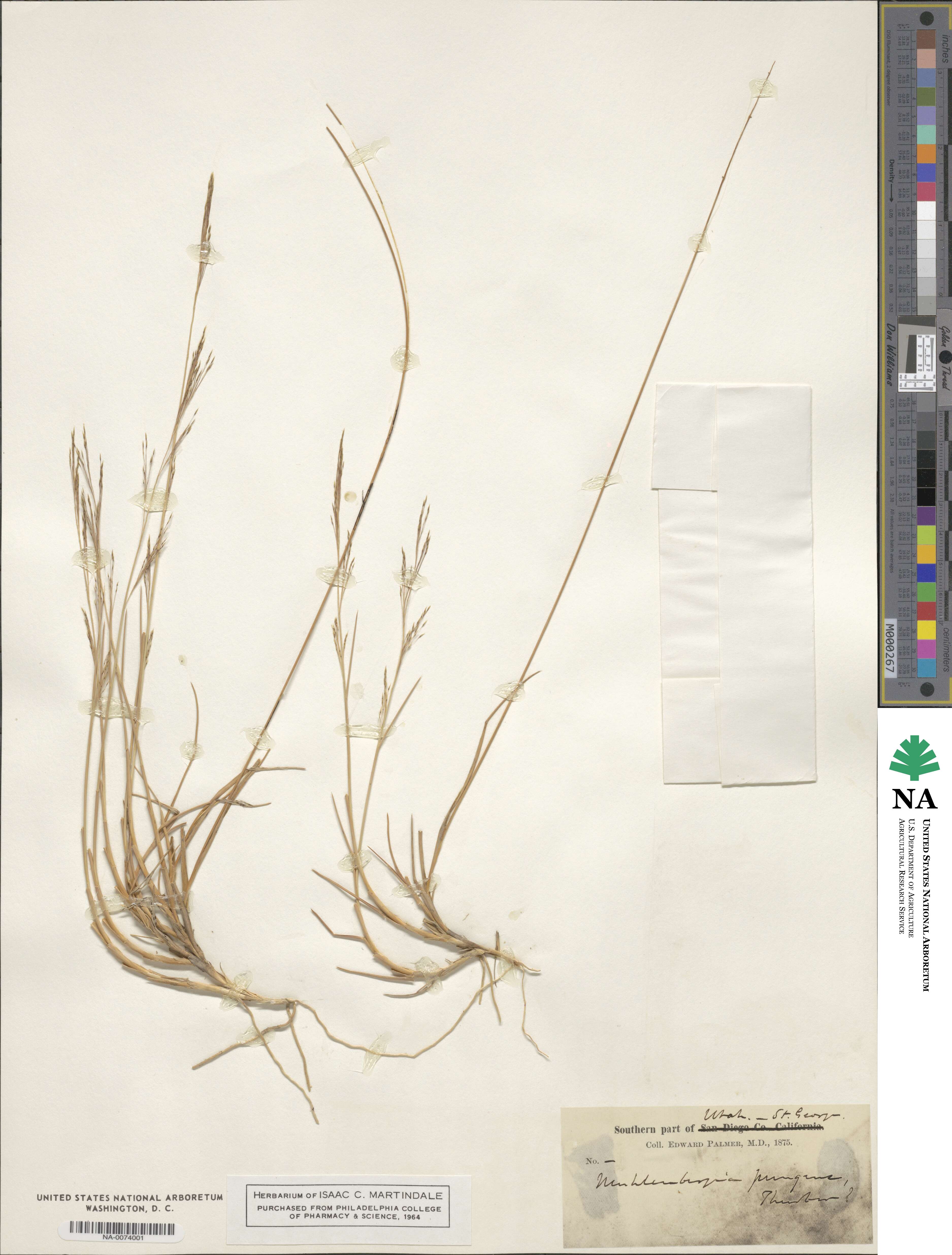 Muhlenbergia pungens image