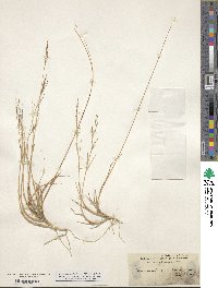 Muhlenbergia pungens image