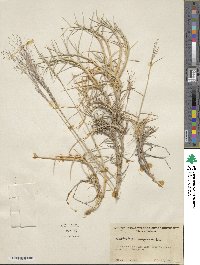 Muhlenbergia pungens image