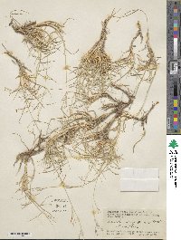 Muhlenbergia pungens image