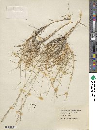 Muhlenbergia pungens image