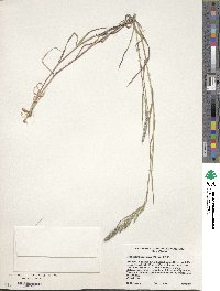 Muhlenbergia racemosa image