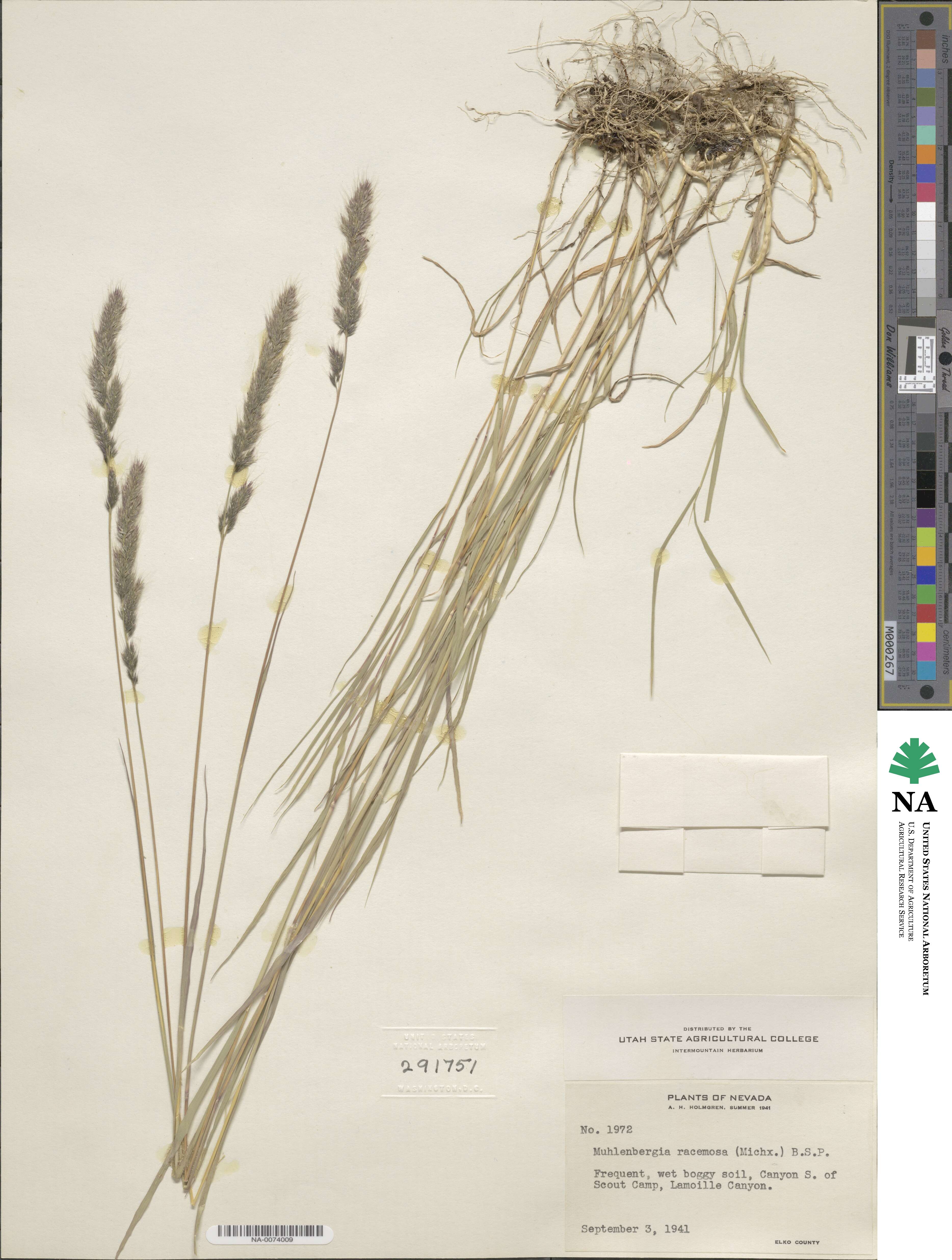 Muhlenbergia racemosa image