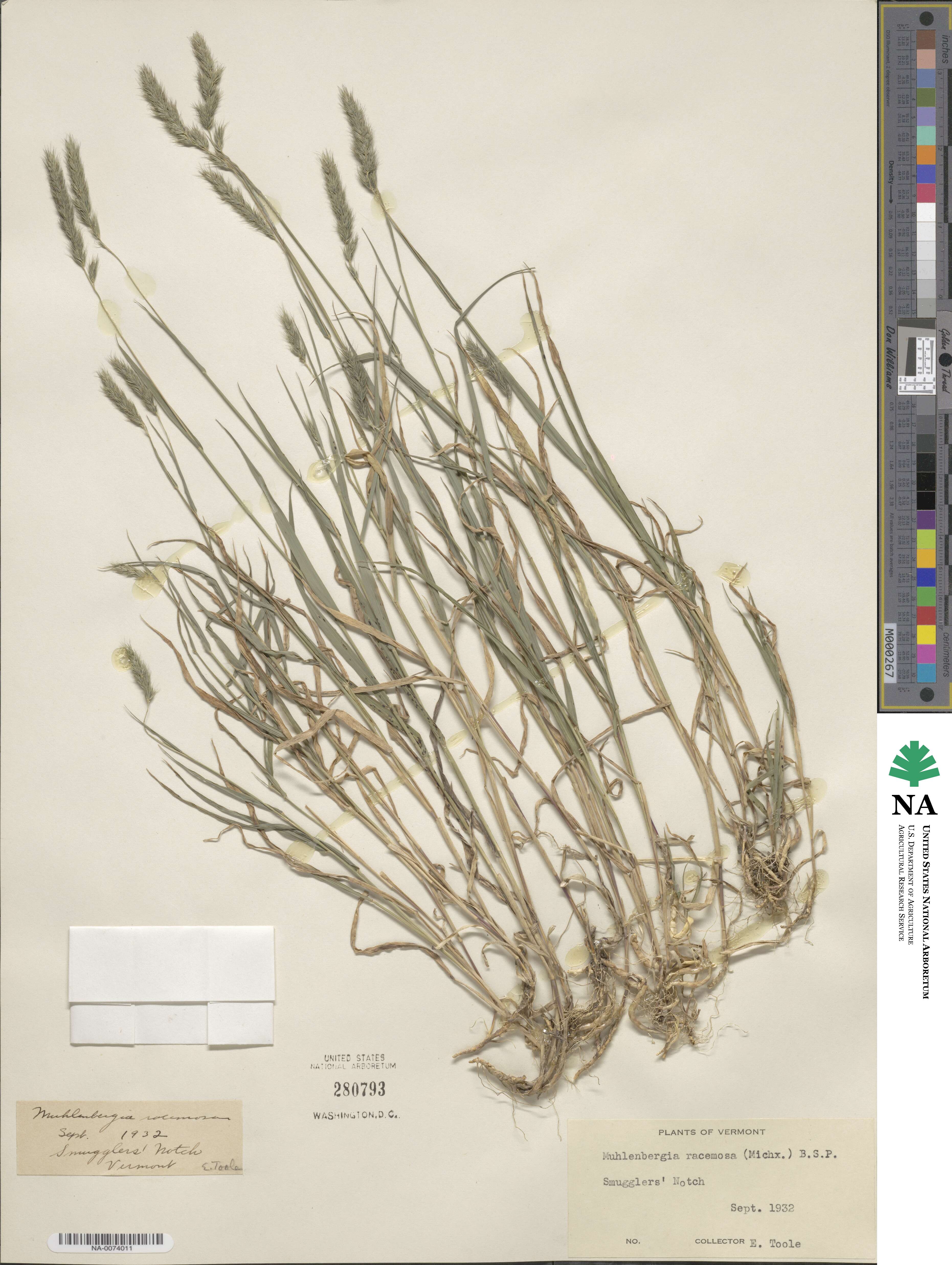 Muhlenbergia racemosa image