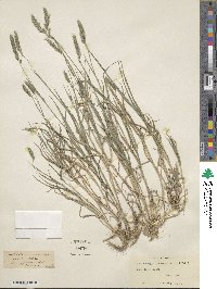 Muhlenbergia racemosa image