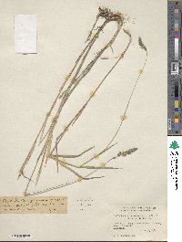 Muhlenbergia racemosa image