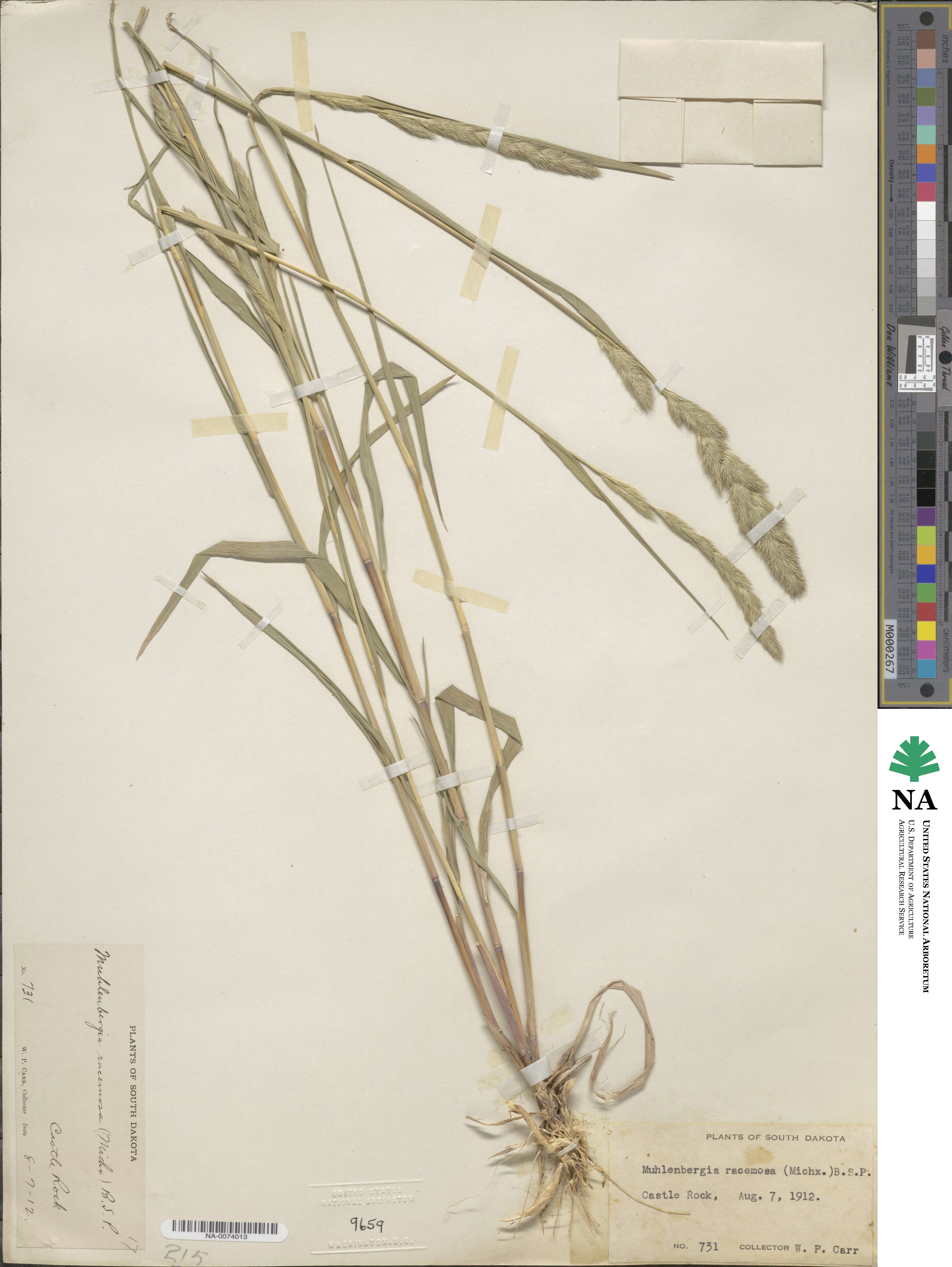 Muhlenbergia racemosa image