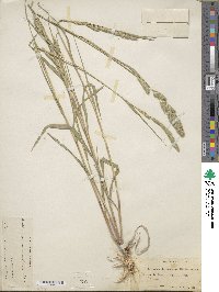 Muhlenbergia racemosa image