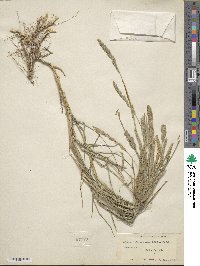 Muhlenbergia racemosa image