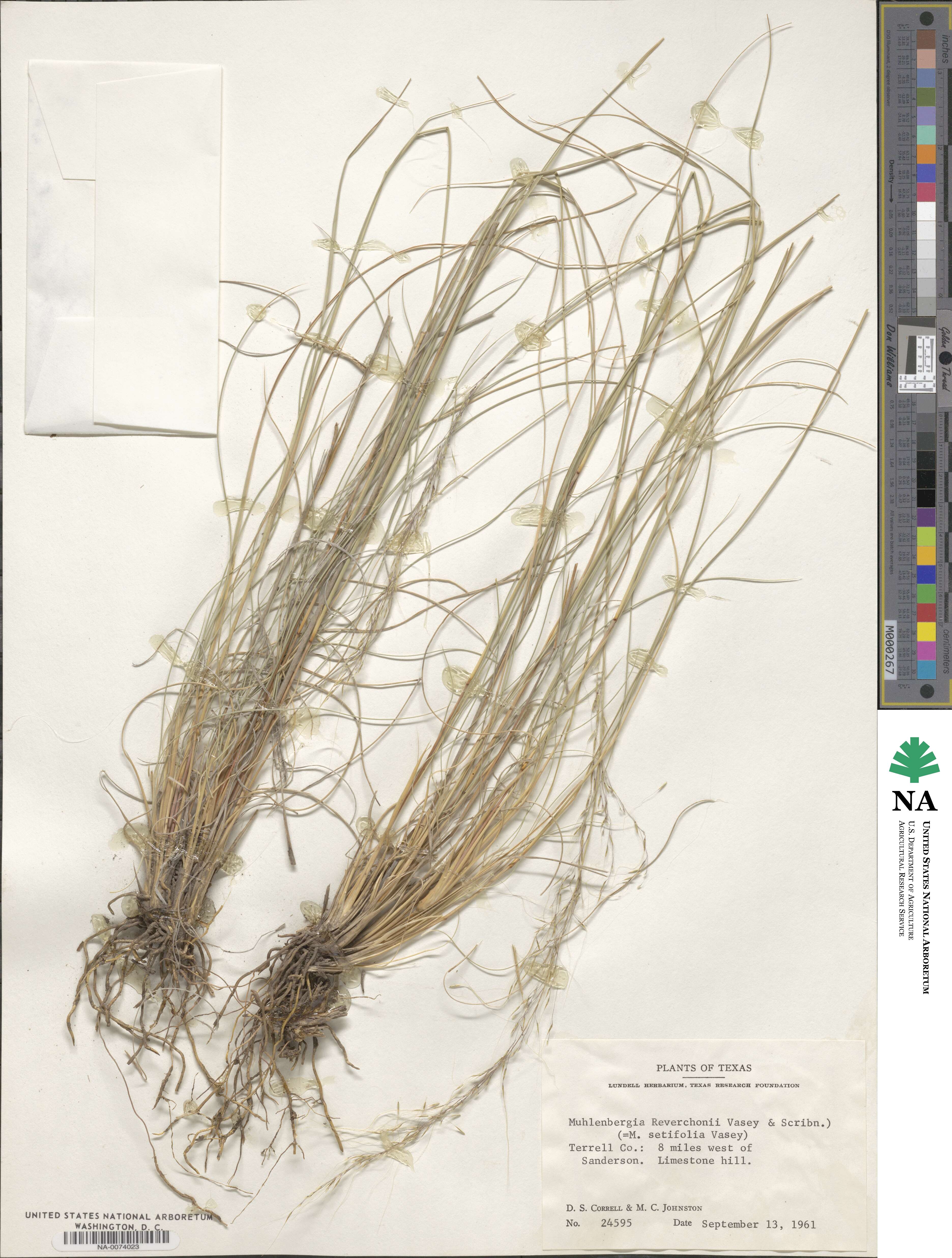 Muhlenbergia reverchonii image