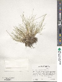 Muhlenbergia richardsonis image