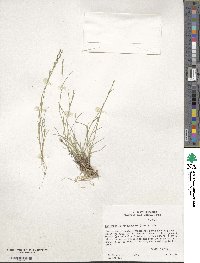 Muhlenbergia richardsonis image