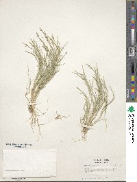 Muhlenbergia richardsonis image