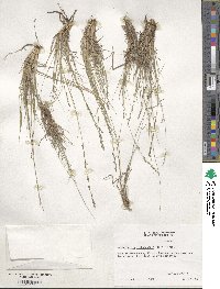 Muhlenbergia richardsonis image