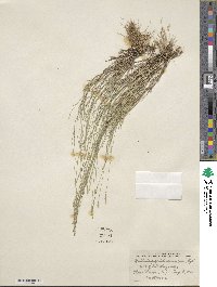 Muhlenbergia richardsonis image