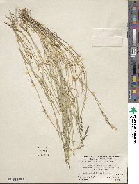 Muhlenbergia richardsonis image