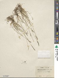 Muhlenbergia richardsonis image