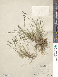 Muhlenbergia richardsonis image