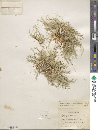 Muhlenbergia richardsonis image