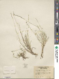 Muhlenbergia richardsonis image