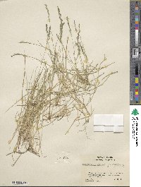 Muhlenbergia richardsonis image