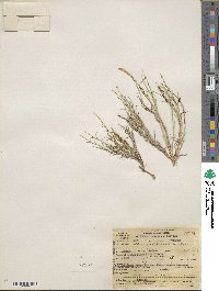 Muhlenbergia richardsonis image