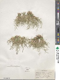 Muhlenbergia richardsonis image